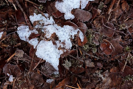 Abstract background of a patch of crystalline frosty ice among frost-bitten dead leaves on a forest floor