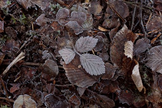 Ash leaves covered in frost crystals, among an abstract background of frosty dead leaves on the forest floor