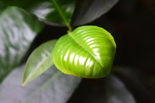 Shoots of lemon young leaves growth in the organic farm. Selective focus.