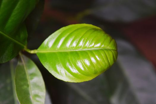 Shoots of lemon young leaves growth in the organic farm. Selective focus.