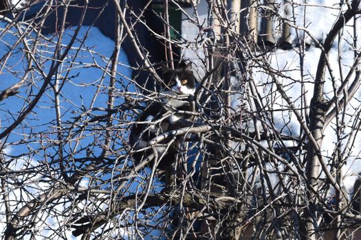 Kitten on a tree branch looks at the world. Natural background