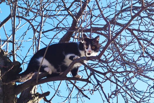 Kitten on a tree branch looks at the world. Natural background