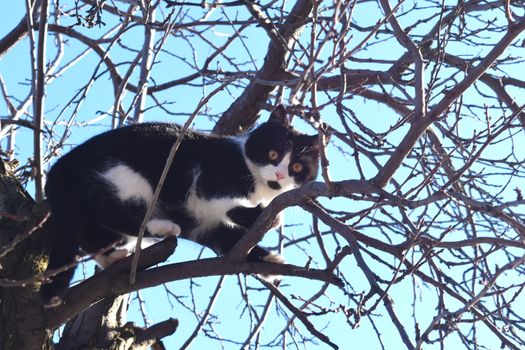 Kitten on a tree branch looks at the world. Natural background