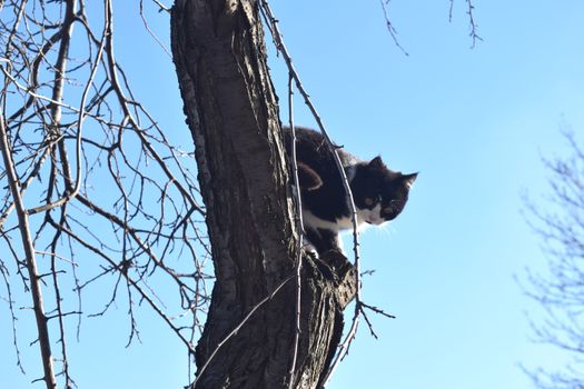 Kitten on a tree branch looks at the world. Natural background