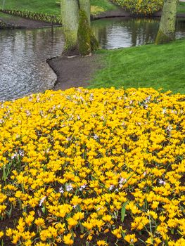 Violet, yellow, white crocuses, Crocus sativus, Crocus tommasinianus bloom at the Keukenhof Gardens in the Netherlands.