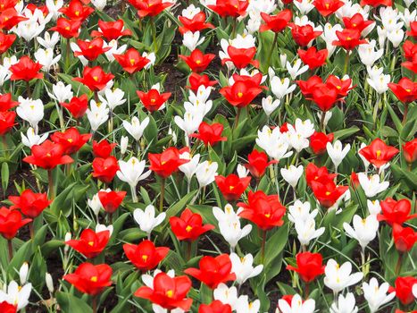 Red tulips and white crocus bloom at the Keukenhof Gardens in the Netherlands.