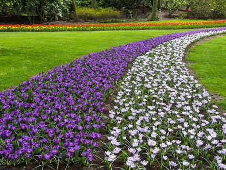 Violet, yellow, white crocuses, Crocus sativus, Crocus tommasinianus bloom at the Keukenhof Gardens in the Netherlands.