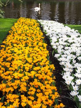 Violet, yellow, white crocuses, Crocus sativus, Crocus tommasinianus bloom at the Keukenhof Gardens in the Netherlands.