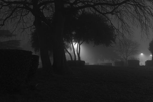 fog in the park