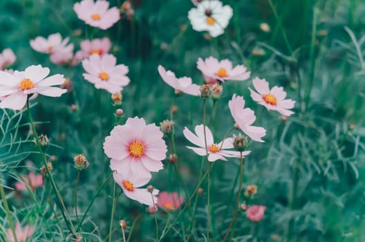 pink cosmos flower blooming in the green field, hipster tone