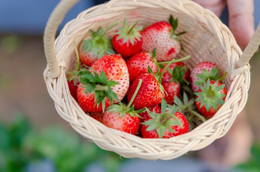 Woman's hands holding a basket of ripe strawberries in the field