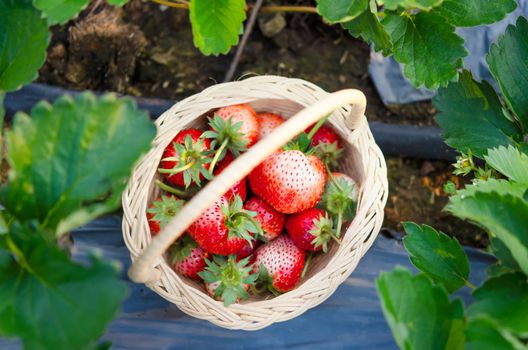 Top view of strawberries in basket on strawberry field