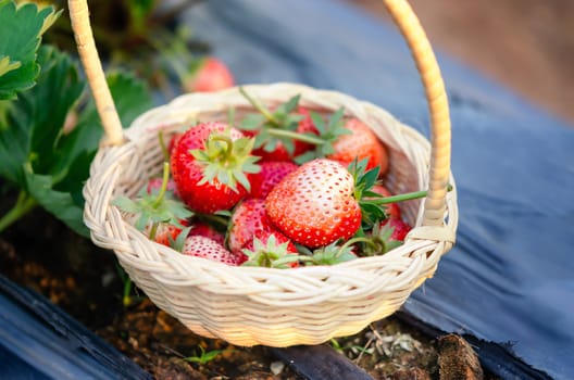 fresh ripe strawberries in basket on strawberry field