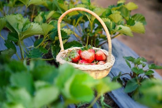 fresh ripe strawberries in basket on strawberry field