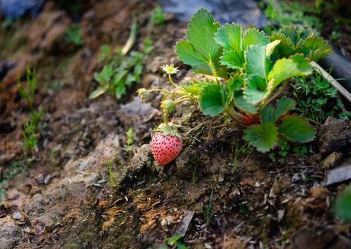 fresh Strawberry plants already ripe to harvest