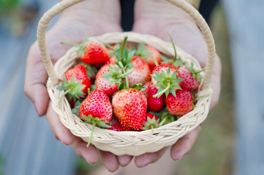 Woman's hands holding a basket of ripe strawberries in the field