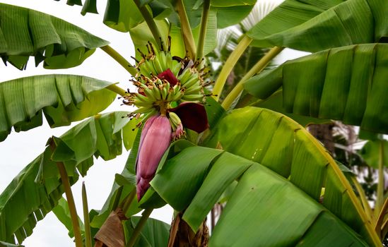 Banana blossom hanging on tree with banana fruit in green garden