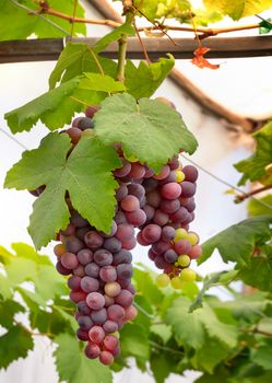 Bunches of Fresh Grapes Hanging from the vineyard