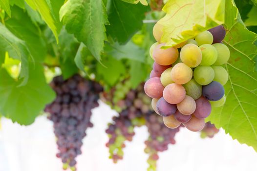 Bunches of Fresh Grapes Hanging from the vineyard