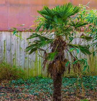 small palm tree, popular tropical plant for the garden, exotic gardens