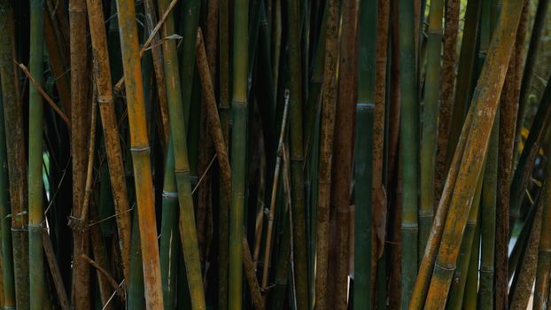 Green and yellow bamboo fence texture background, bamboo texture panorama