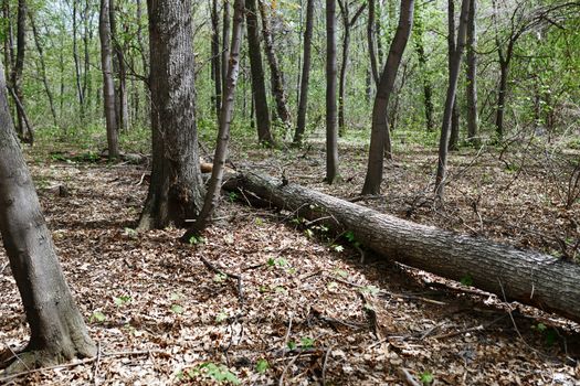 Dead fallen tree trunk in the forest