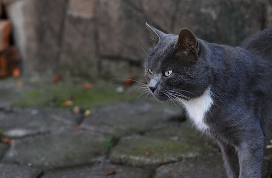 Domestic cat outdoors in the city