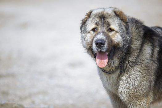 Central Asian Shepherd Dog