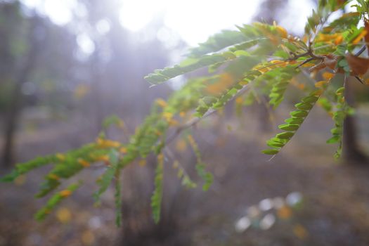 Green leaves in autumn forest