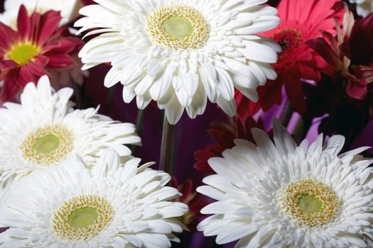 Chrysanthemum. Macro photo of the red and white flowers