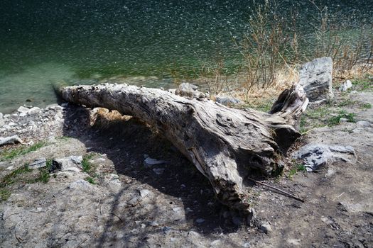 Dead fallen tree at the lake