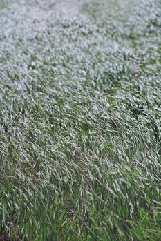 Pattern of the field grass 