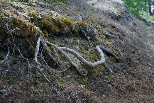 Roots of the old tree in deep forest