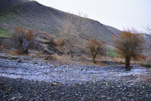 Dried trees at rocky place