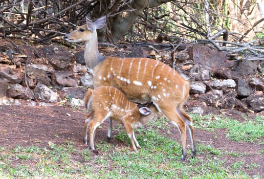 The imbabala or Cape bushbuck (Tragelaphus sylvaticus), mother feeding young