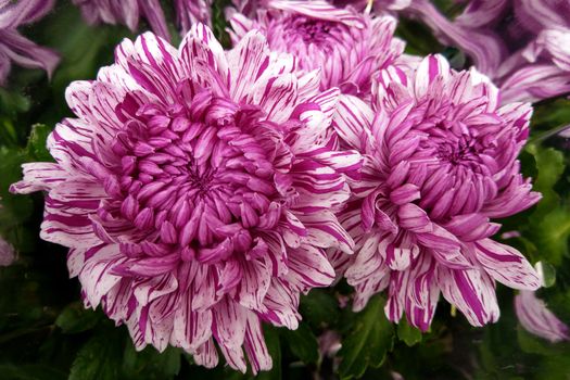 Beautiful chrysanthemum as background picture. Chrysanthemum wallpaper