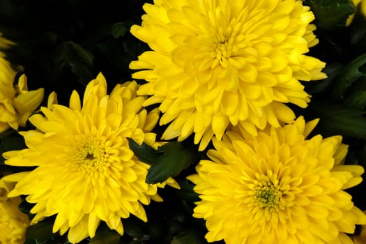 Yellow flower of Chrysanthemum in the herb garden