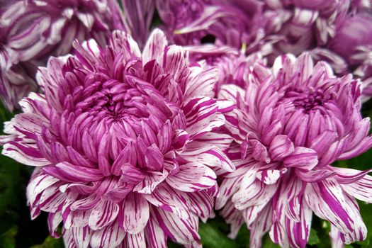 Multi-colored chrysanthemum flower. Chrysanthemum red, purple, floral background