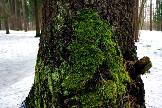Closeup of young green moss on a tree in late winter early spring