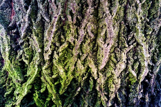 Closeup of tree trunk with green moss