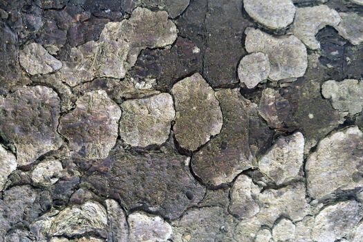 Type of tree bark, trunk of spruce or pine, background, pattern