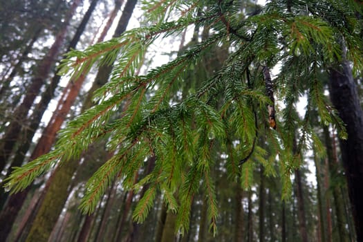 Green young branch spruce spring in the park