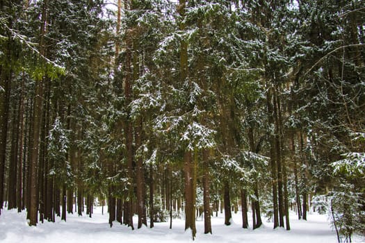 Beautiful view of the winter forest on a clear day