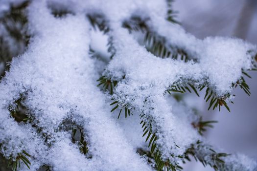 Light white snow on the branches of green spruce, background