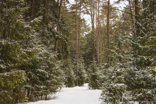 Beautiful winter forest on a clear frosty day