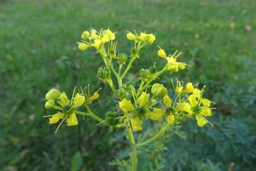 Common rue with flowers, Ruta graveolens, in garden