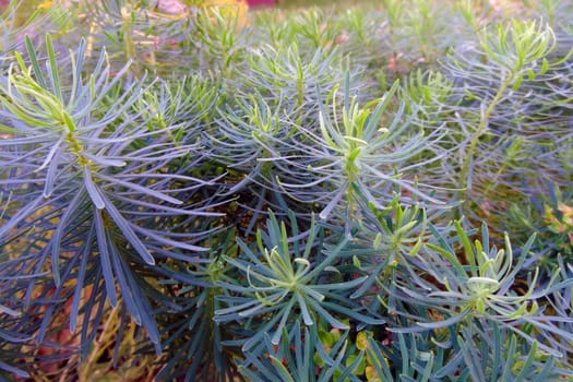 Branches of a young juniper view from the top, background