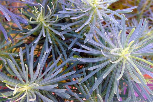 Branches of a young juniper view from the top, background