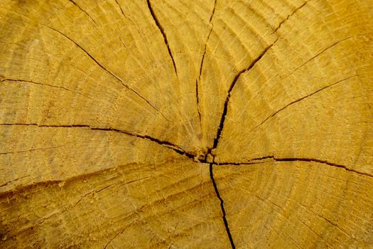 stump of oak tree felled - section of the trunk with annual rings