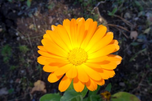 Pot marigold Calendula officinalis isolated on blur background